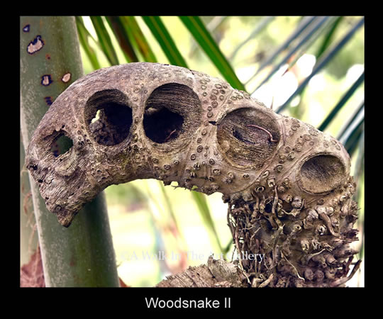 Woodsnake Photograph - Island Art by Yotigo